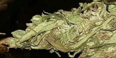 malawi gold 386x193 Malawi Gold Strain