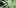 pain2 11 Best Clear Headed Sativa Strains To Help You Concentrate