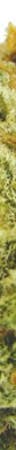 Blissful Wizard Weed; Blissful Wizard Cannabis Strain; Blissful Wizard Hybrid Marijuana Strain