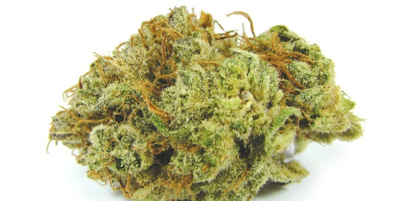 Blissful Wizard Weed; Blissful Wizard Cannabis Strain; Blissful Wizard Hybrid Marijuana Strain