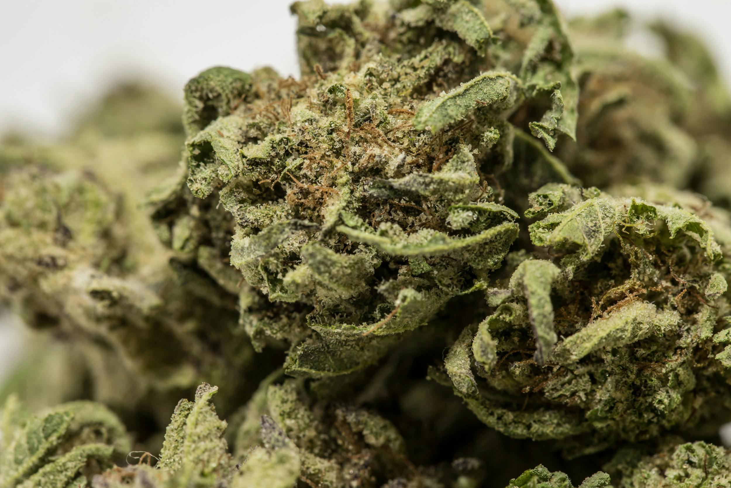 Do-Si-Dos Weed; Do-Si-Dos Cannabis Strain; Do-Si-Dos Hybrid Marijuana Strain