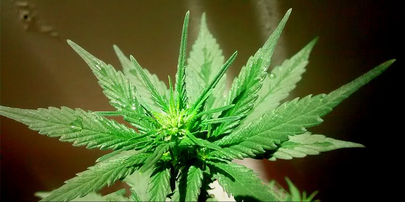 Cannabis During Rehab 2 Addicts To Be Treated With Cannabis At New Recovery Clinic
