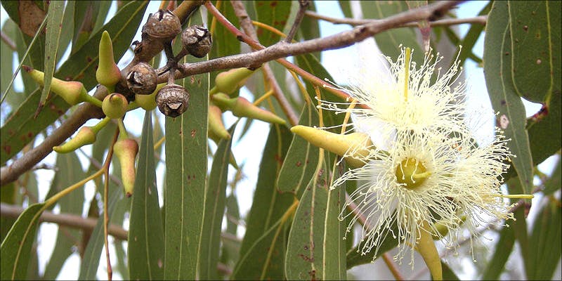 Cineole Memory Enhancing 1 Cineole: The Memory Enhancing Terpene That Could Cure Alzheimers