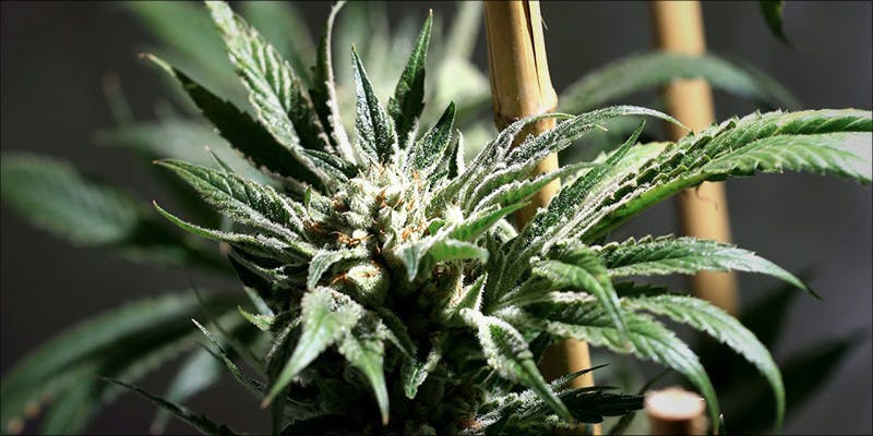 Colorado On The 1 New Colorado Bill Threatens To Re Criminalize Cannabis