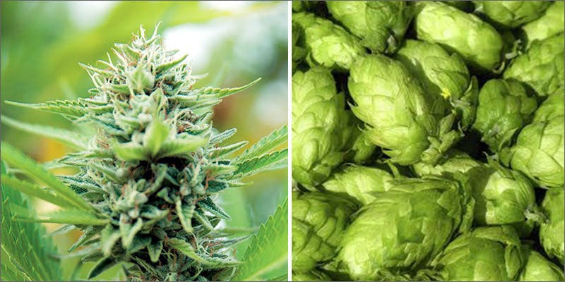Humulene 10 Fun Facts About Weed You Might Not Know