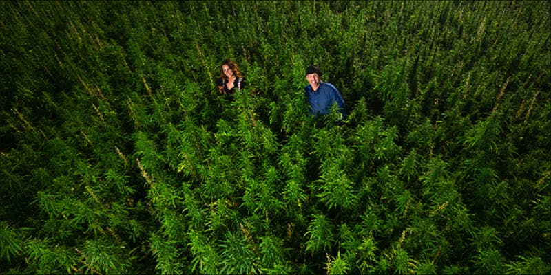 Inside huge CANNABIS 1 The Location Of Europes Largest Cannabis Factory Might Surprise You