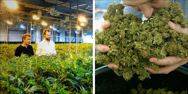 The Location Of Europe’s Largest Cannabis Factory Might Surprise You