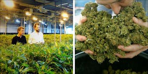 The Location Of Europe’s Largest Cannabis Factory Might Surprise You