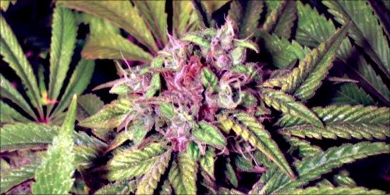 Is Pink Weed 2.5 Pink Cannabis Is A Real Thing And Its Gorgeous