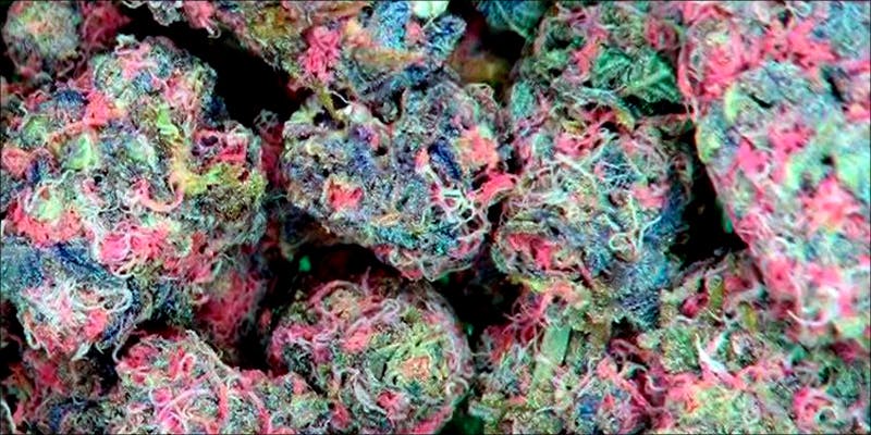 Is Pink Weed 2 Pink Cannabis Is A Real Thing And Its Gorgeous