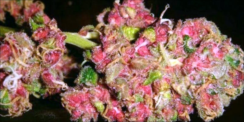 Is Pink Weed 3.5 Pink Cannabis Is A Real Thing And Its Gorgeous