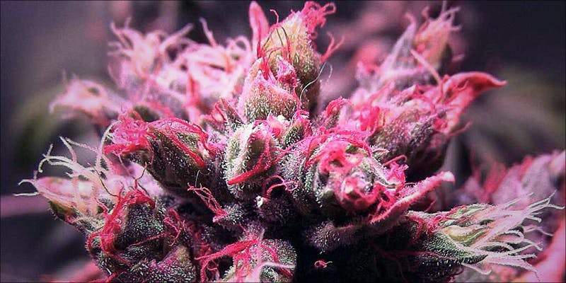 Pink Cannabis