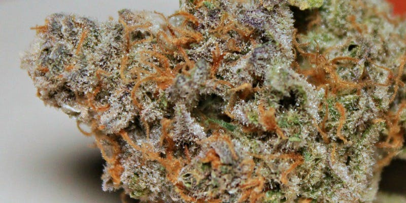Best feminized Plush Berry strain seeds marijuana for experience growers