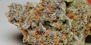 Plushberry Marijuana Strain