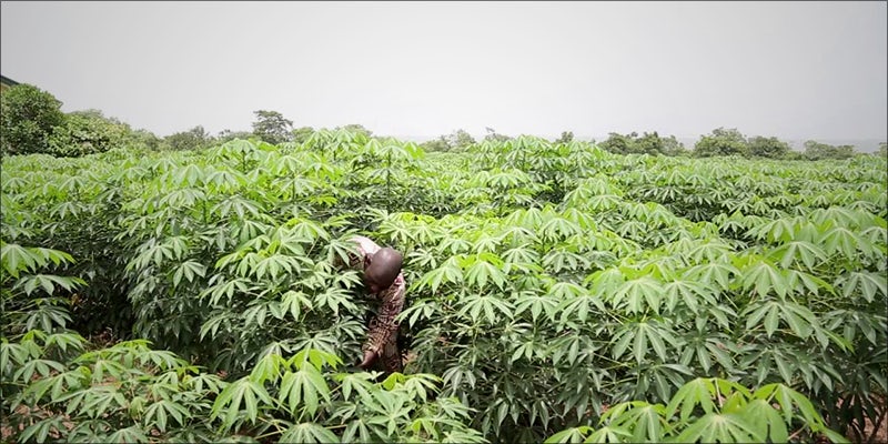 TOP 10 PLACES 9 10 Countries That Grow the Worlds Best Weed