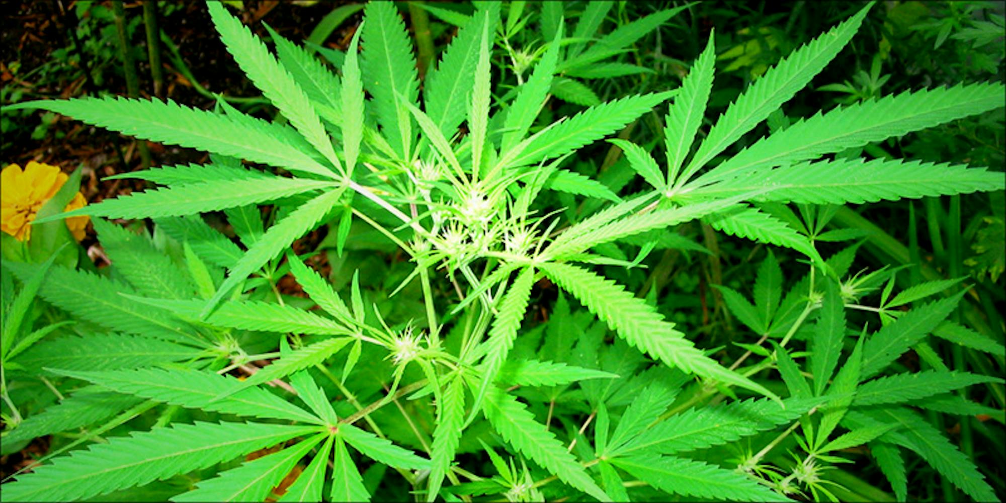 How Hemp Can Decontaminate Soil And Save The World Herb