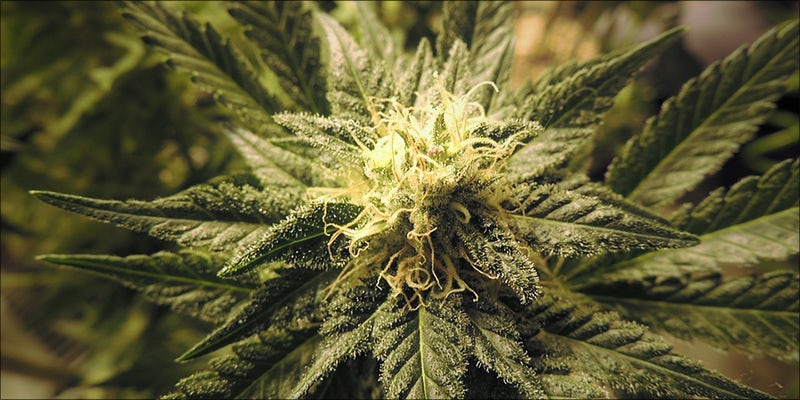 The Rise Of 1 The Rise Of Craft Weed: Where Are The Best Strains In The World?