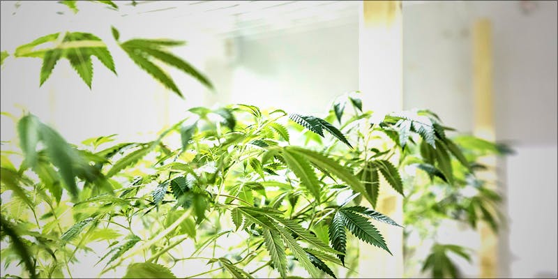 Top 5 Reasons 4 5 Reasons Why Its Smarter To Buy And Grow Feminized Cannabis Seeds