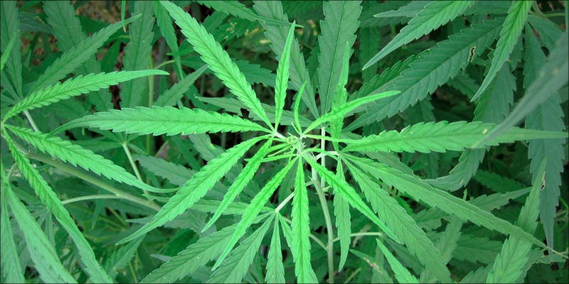 Whats The Deal 2 What Is Tropical Cannabis And Why Is It So Rare?