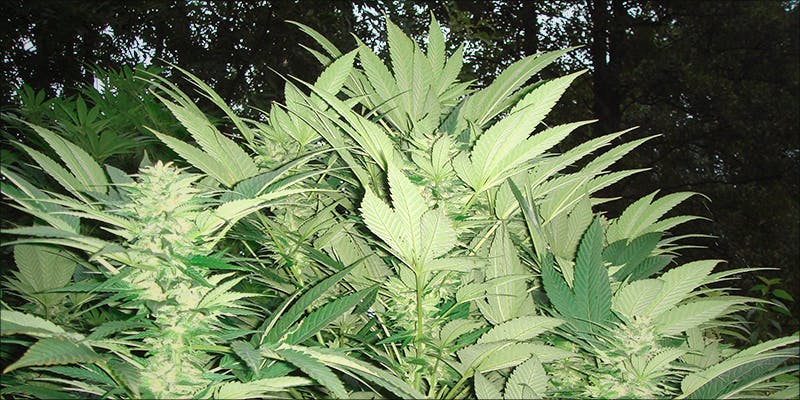 Whats The Deal 3 What Is Tropical Cannabis And Why Is It So Rare?