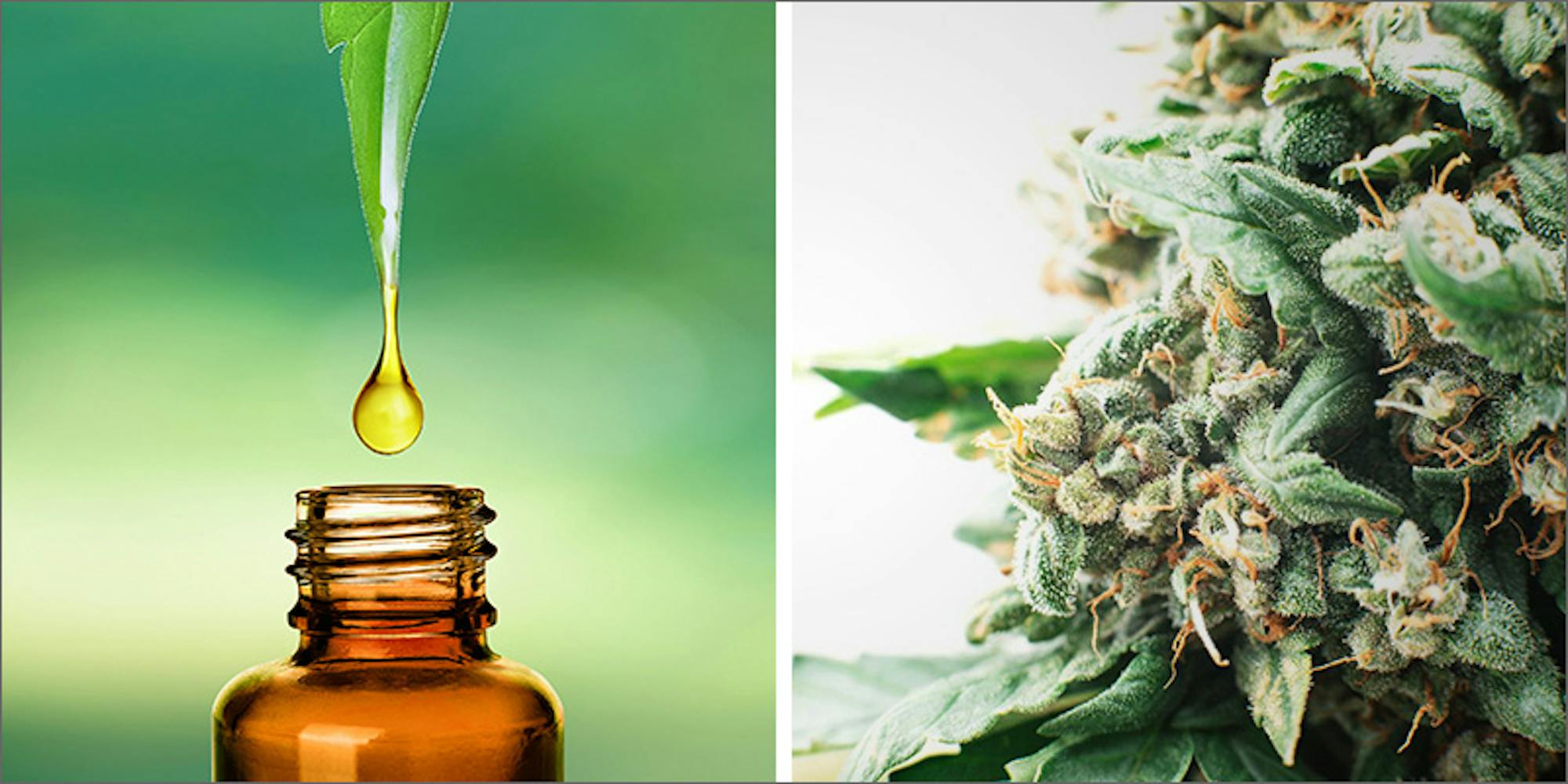 Can CBD Oil Help Treat Elevated Blood Pressure? 1