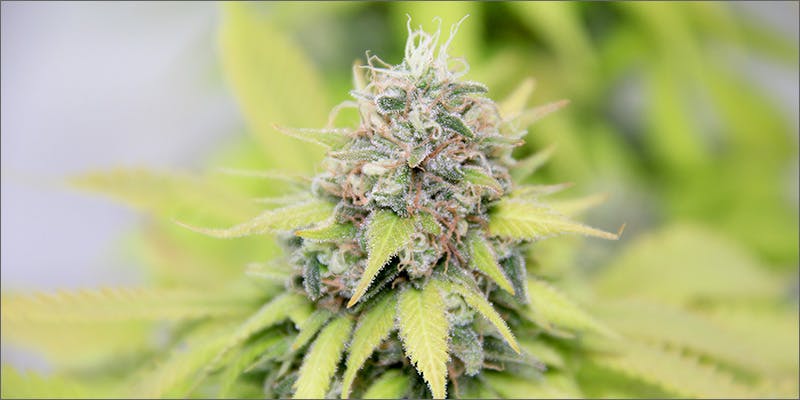 crack 5 Reasons Why Its Smarter To Buy And Grow Feminized Cannabis Seeds