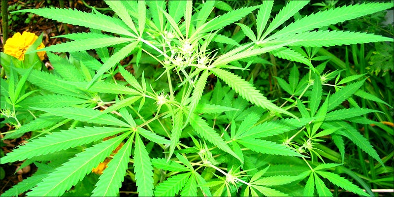 10 Best Weed 5 10 Fun Facts About Weed You Might Not Know