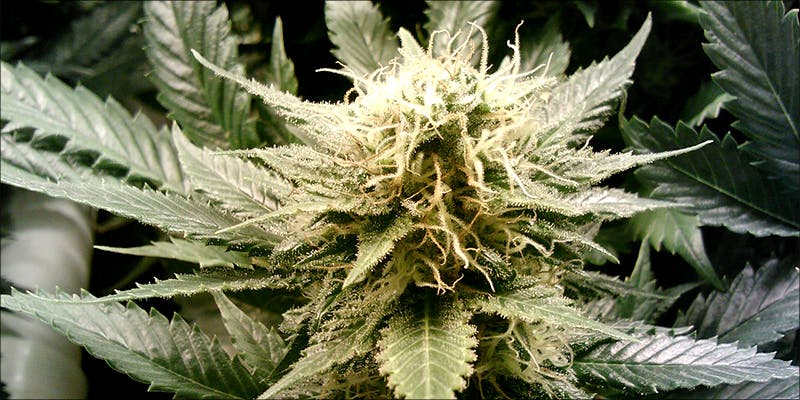 10 Reasons You 1 7 New Ways Cannabis Will Dominate Your Wellness Regime