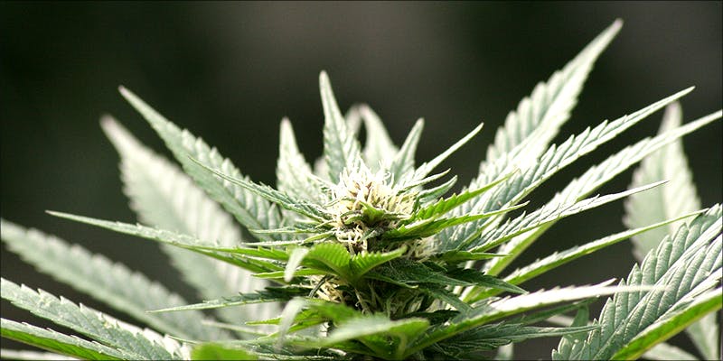 10 Reasons You 2 7 New Ways Cannabis Will Dominate Your Wellness Regime