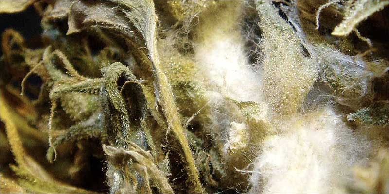 Medical cannabis patients