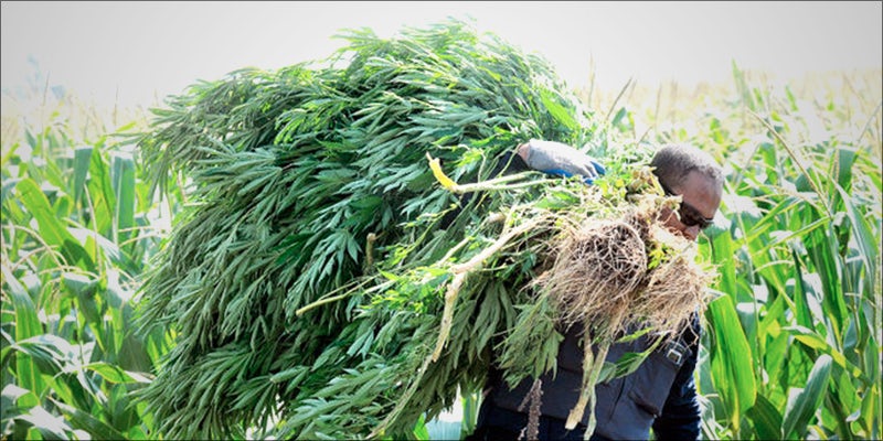 Californias Illegal Marijuana hero Illegal Cannabis Growers Are Poisoning And Polluting California