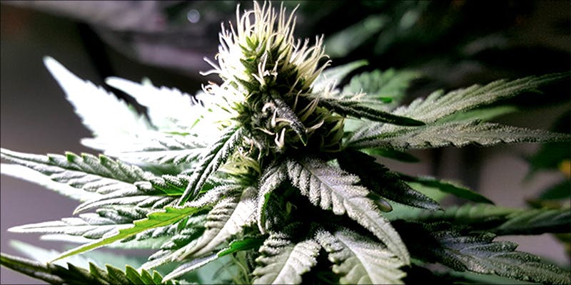 Cannabis Stress How 1 Heres What 81 Pounds Of Seized Weed Looks Like