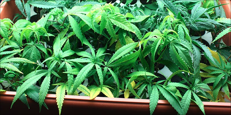 Cannabis Stress How 2 Heres What 81 Pounds Of Seized Weed Looks Like