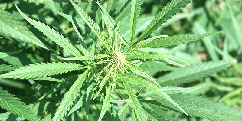Cannabis Stress How 3 Heres What 81 Pounds Of Seized Weed Looks Like
