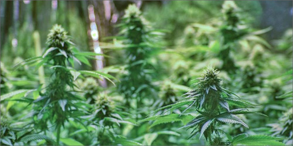 Image result for illegal cannabis grower