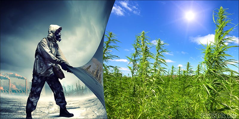 Ten Cool Facts 6 10 Cool Facts About Hemp You Probably Didnt Know