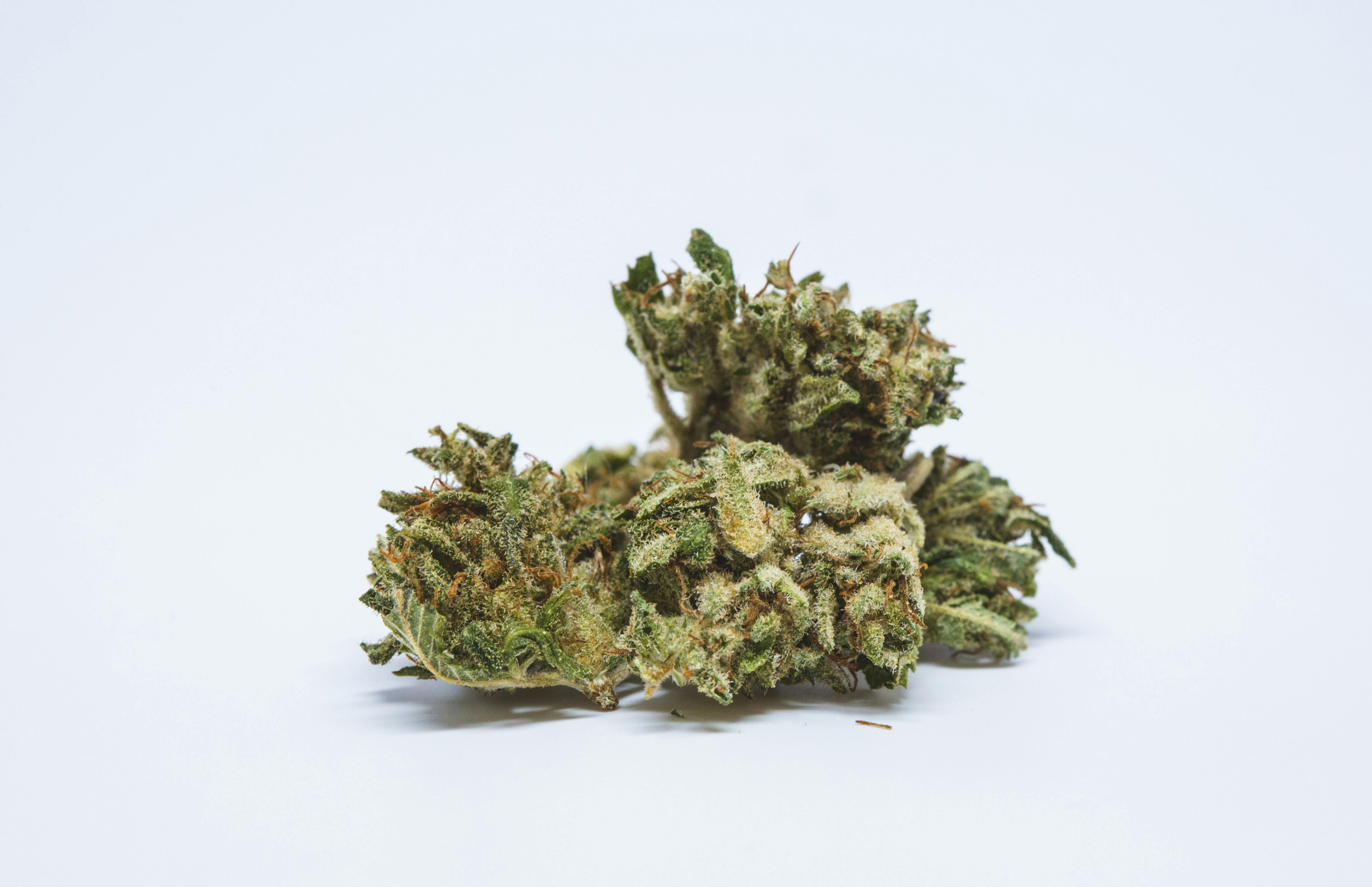 Violator Kush Marijuana Strain