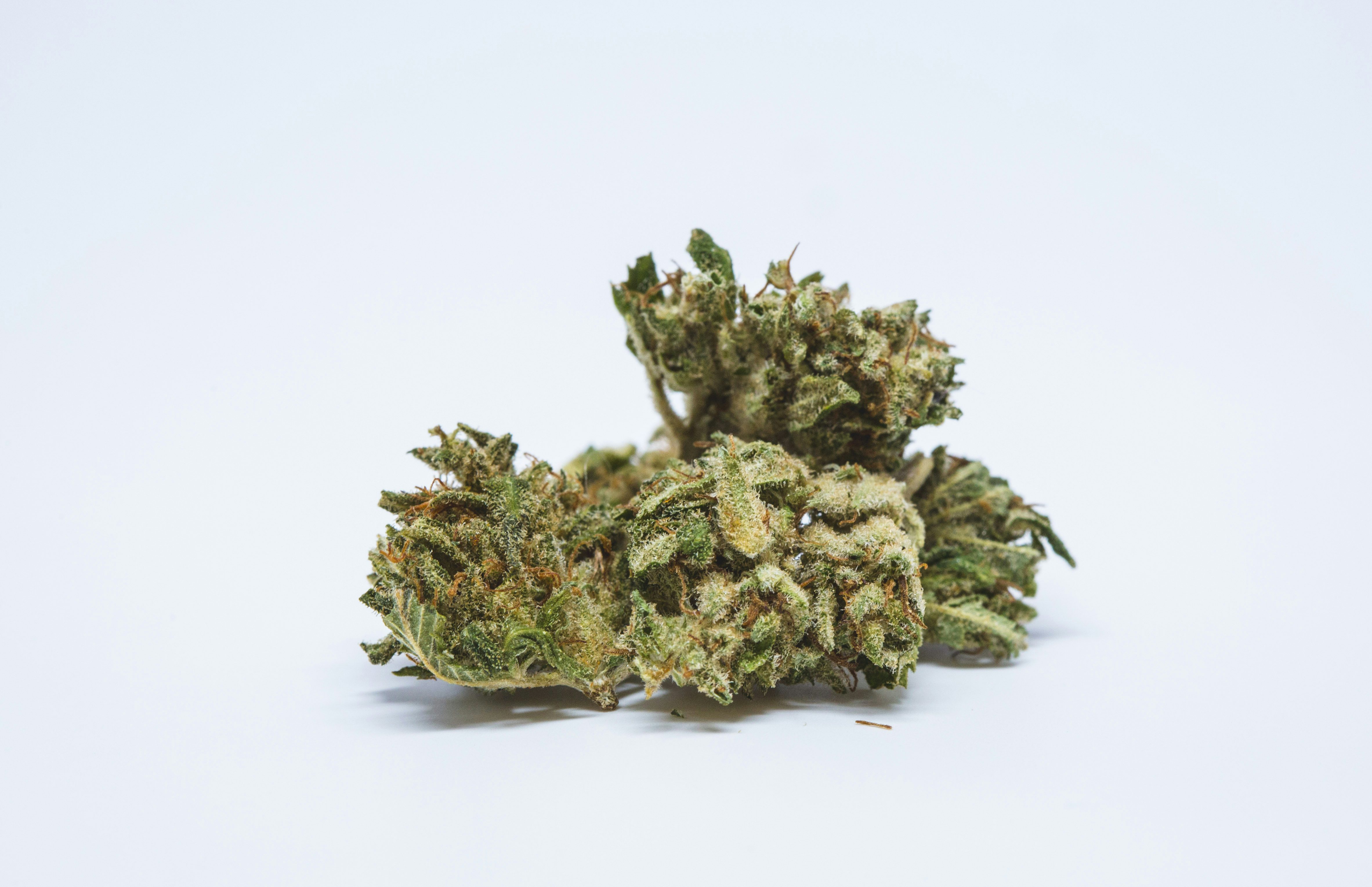 Violator Kush1 Jack Flash Marijuana Strain