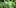 What Cannabis Buds 8 The First Cannabis Exchange Traded Fund Is Ready For Investors