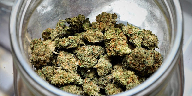 Why Does Weed 3 10 Fun Facts About Weed You Might Not Know
