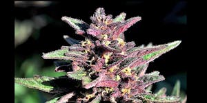 Black Beauty Marijuana Strain