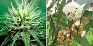 Cineole: The Memory-Enhancing Terpene That Could Cure Alzheimer’s