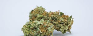 Dream Queen Marijuana Strain