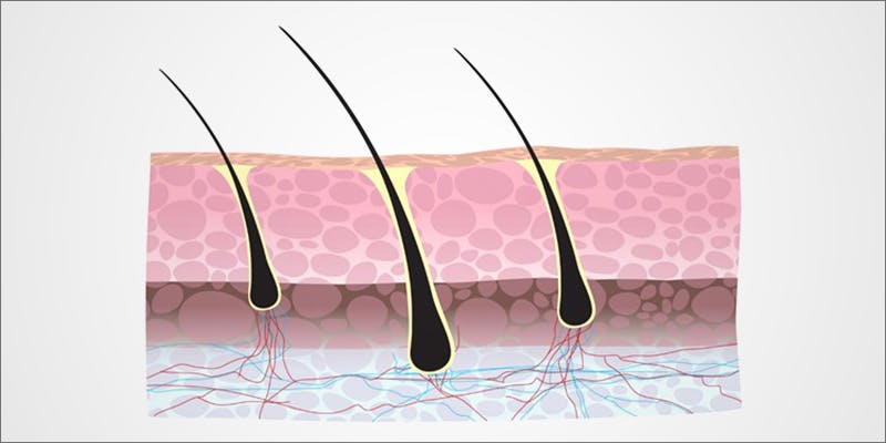 How Hair Follicle 1 Everything You Need To Know About A Hair Follicle Drug Test