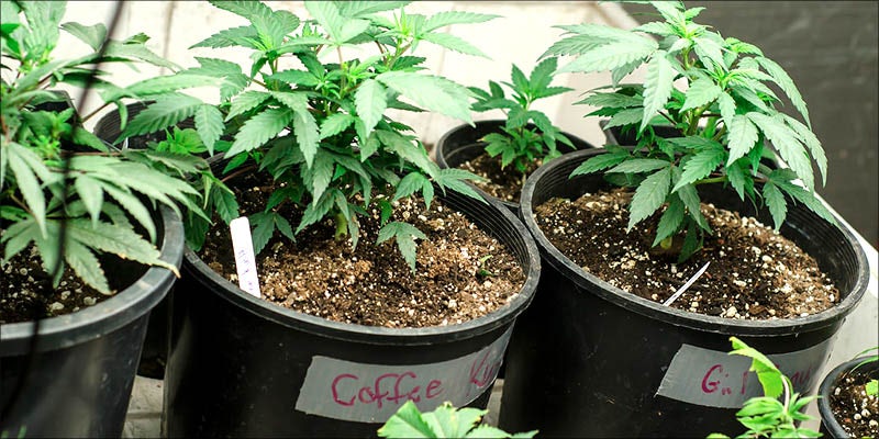 How To Grow 1 15 Questions Every First Time Weed Smoker Wants Answered