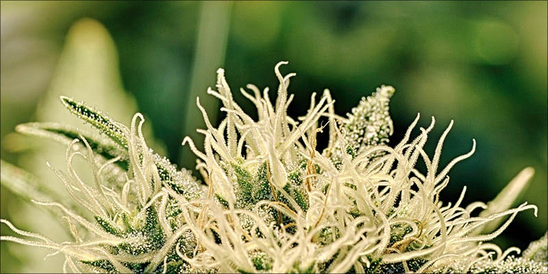 How To Grow 10 15 Questions Every First Time Weed Smoker Wants Answered