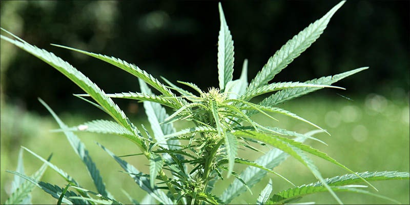 How To Grow 2 15 Questions Every First Time Weed Smoker Wants Answered