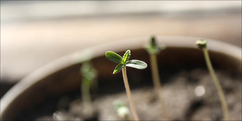 How To Grow 3 15 Questions Every First Time Weed Smoker Wants Answered