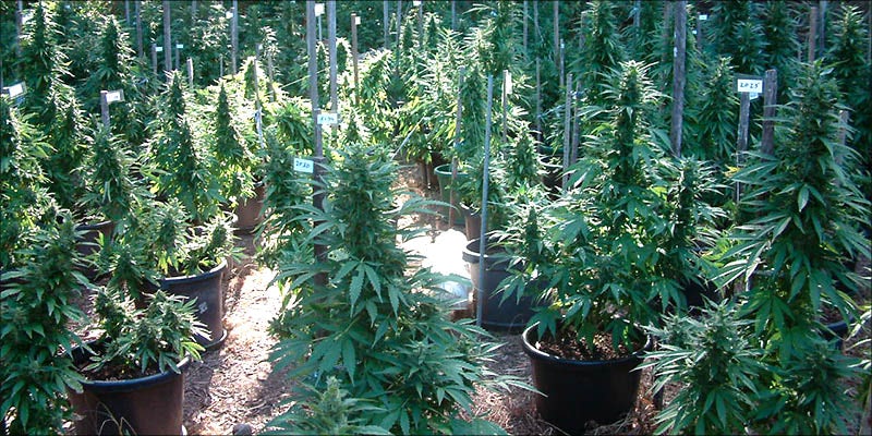 How To Grow 4 15 Questions Every First Time Weed Smoker Wants Answered