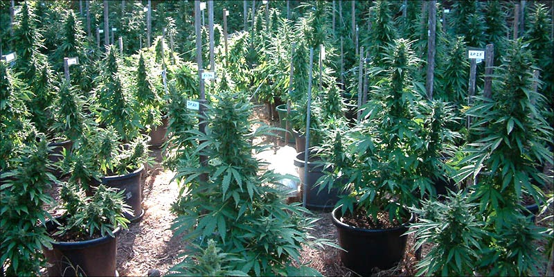 Growing Cannabis Outdoors: Getting Started